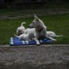 5. Woche