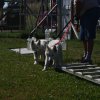 Hundeplatz