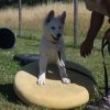 Hundeplatz