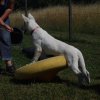 Hundeplatz