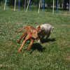 Hundeplatz