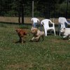 Hundeplatz