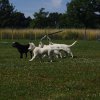 Hundeplatz