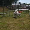 Hundeplatz