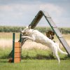 Hundesport