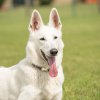Hundesport