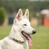 Hundesport