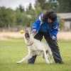 Hundesport