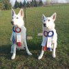 rally-obedience