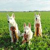 rally-obedience