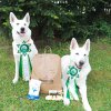 rally-obedience