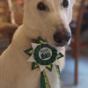rally-obedience