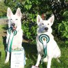 rally-obedience