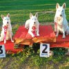 rally-obedience